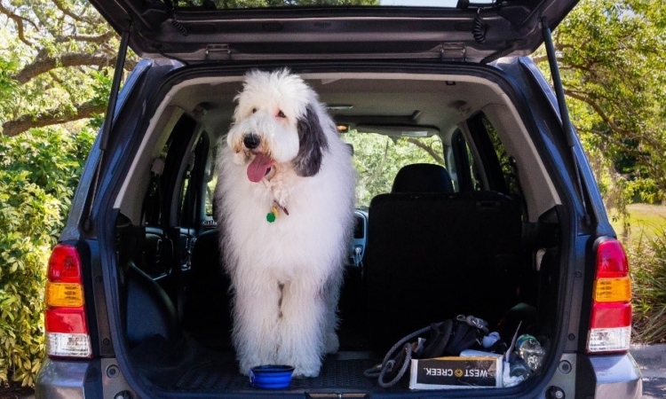 Sheepadoodle giant discount